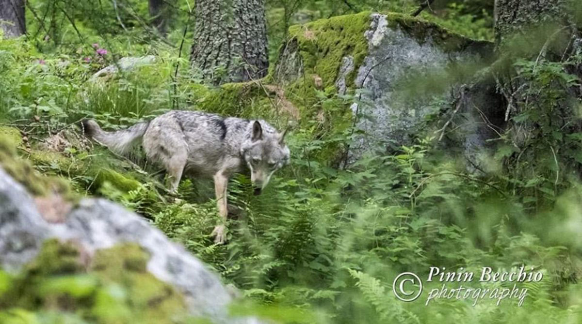 Lupo al parco Orsiera Rocciavrè (Giuseppe Pinin Becchio)